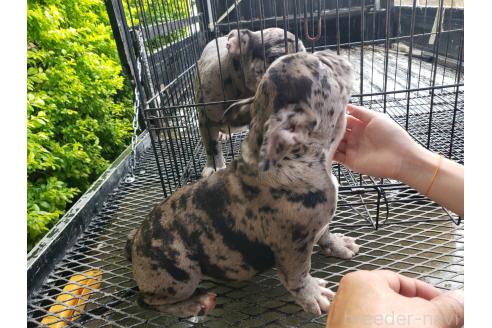 成約済の佐賀県のミックス犬-379146の2枚目