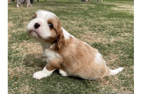 成約済の茨城県のキャバリアキングチャールズスパニエル-382696の41枚目