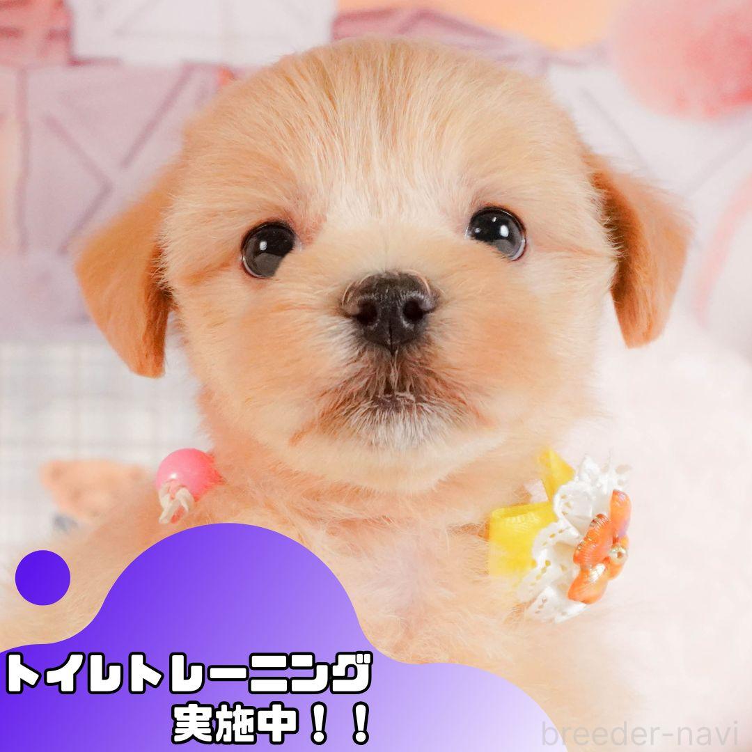 成約済の静岡県のマルプー:マルチーズ×トイプードル-382713の1枚目