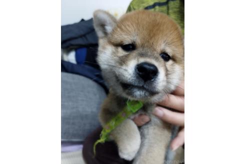 販売中の千葉県の柴犬-374463の10枚目