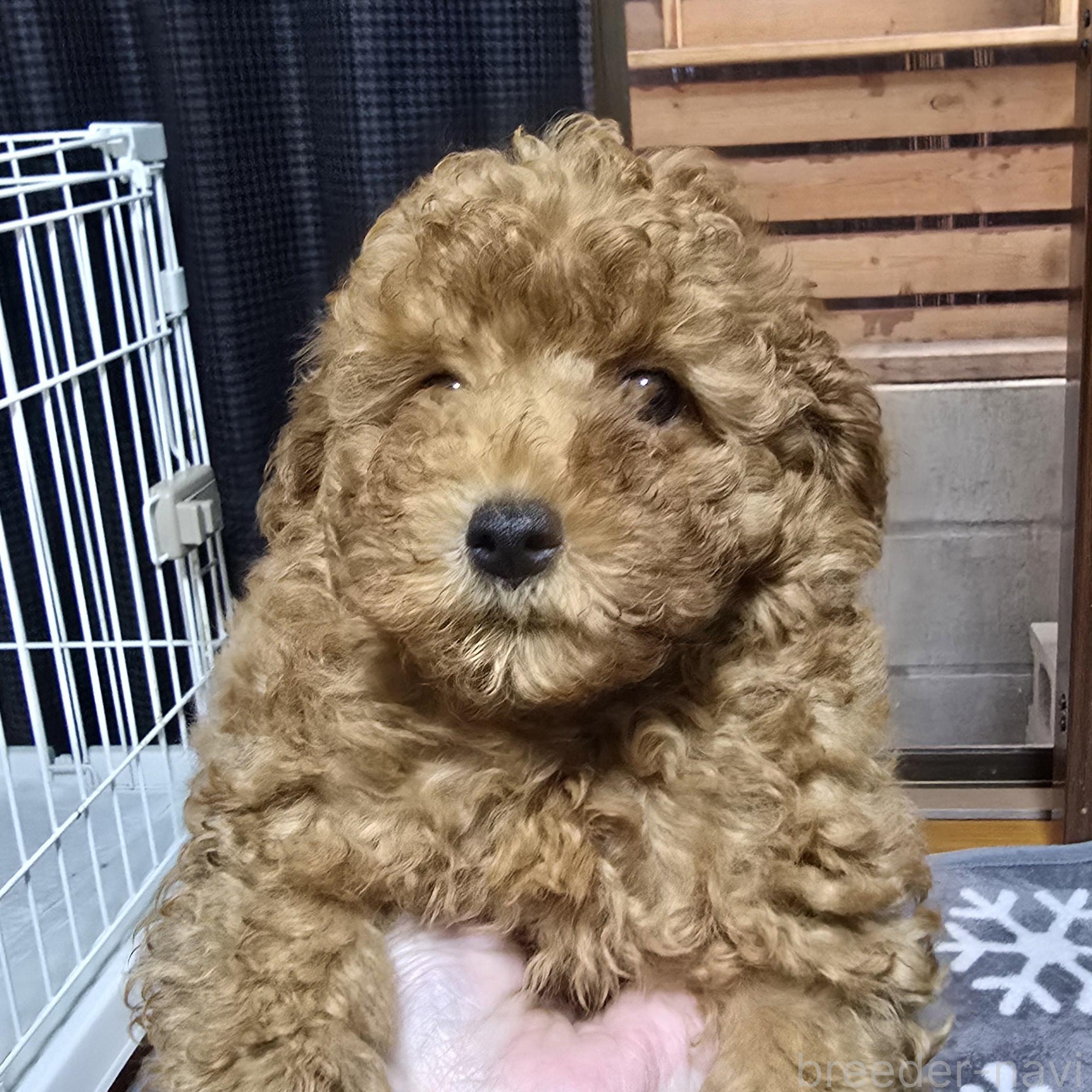 成約済の岡山県のトイプードル-373377の11枚目