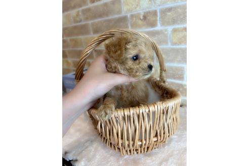 成約済の和歌山県のミックス犬-379732の5枚目