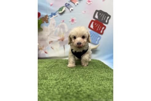 成約済の山形県のダップー:ミニチュアダックスフンド×トイプードル-381861の2枚目