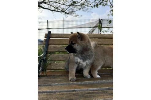 成約済の静岡県の柴犬-382809の7枚目