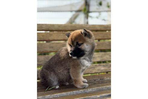 成約済の静岡県の柴犬-382809の6枚目