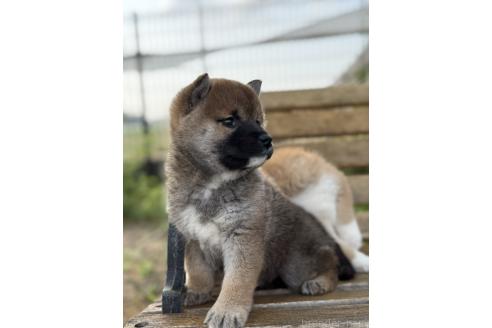 成約済の静岡県の柴犬-382809の5枚目
