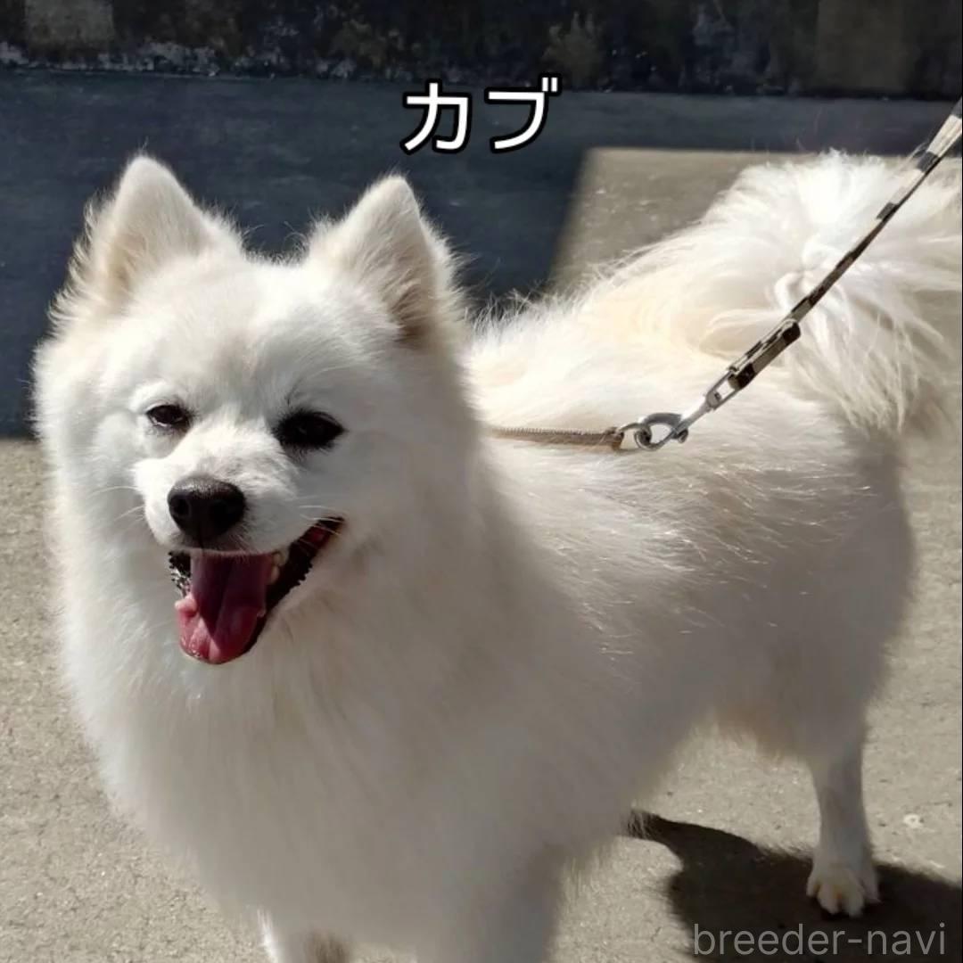 カブくん1枚目