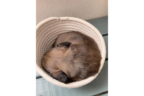 成約済の沖縄県のカニンヘンダックスフンド(ロングヘアード)-382828の4枚目