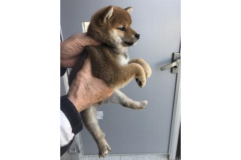 商談中の福岡県の豆柴-382865の3枚目
