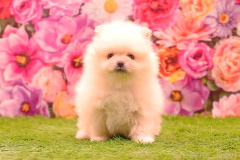販売中の茨城県のポメラニアン-382868の9枚目