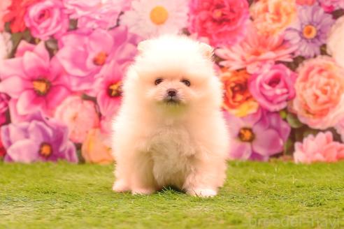 販売中の茨城県のポメラニアン-382868の7枚目