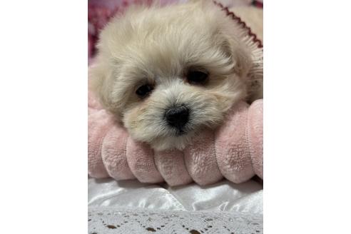 成約済の埼玉県のマルプー:マルチーズ×トイプードル-381560の10枚目