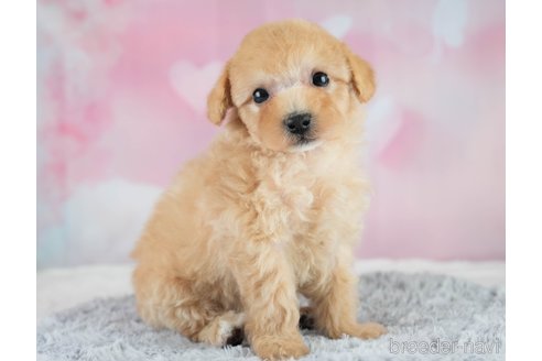 成約済の埼玉県のミックス犬-383107の4枚目