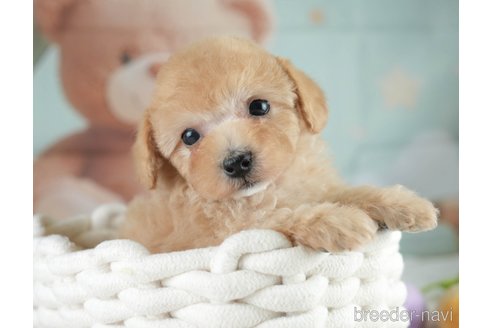 成約済の埼玉県のミックス犬-383107の8枚目