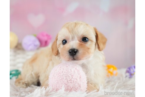 成約済の埼玉県のミックス犬-383093の9枚目