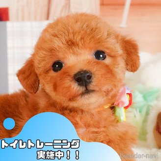 成約済の静岡県のトイプードル-383027の1枚目