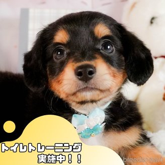 成約済の静岡県のチワックス:チワワ×ミニチュアダックスフンド-383031の1枚目