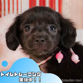成約済の静岡県のチワックス:チワワ×ミニチュアダックスフンド-383033の1枚目