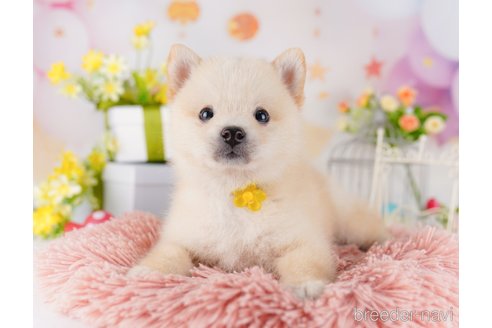 成約済の千葉県のミックス犬-382891の4枚目