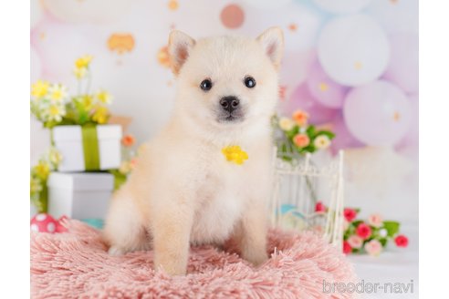 成約済の千葉県のミックス犬-382891の5枚目