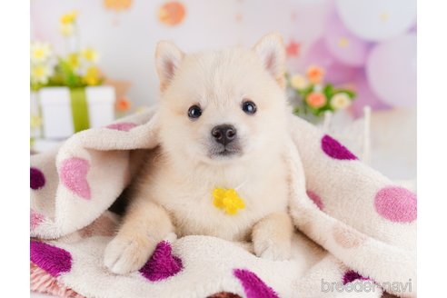 販売中の千葉県のミックス犬-382891