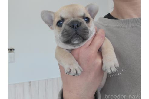 成約済の京都府のフレンチブルドッグ-382742の10枚目