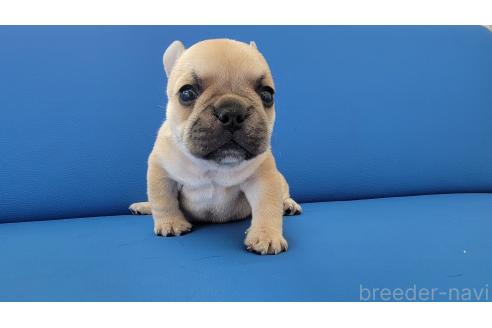 成約済の京都府のフレンチブルドッグ-382742の9枚目