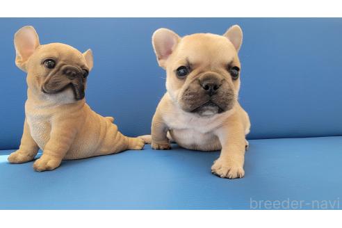 成約済の京都府のフレンチブルドッグ-382742の8枚目