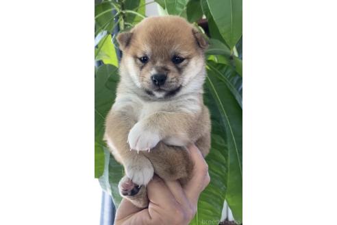 販売中の茨城県の豆柴-382873の5枚目