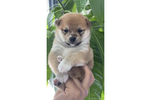 販売中の茨城県の豆柴-382873の2枚目