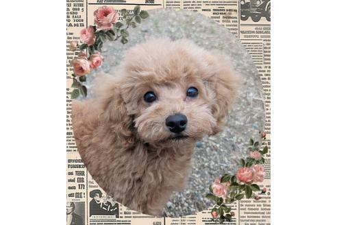 成約済の静岡県のタイニープードル-377483の5枚目