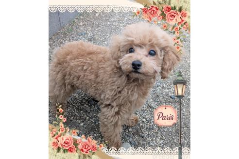 成約済の静岡県のタイニープードル-377483の4枚目