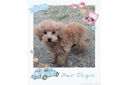 成約済の静岡県のタイニープードル-377483の3枚目