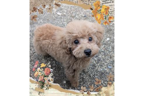 成約済の静岡県のタイニープードル-377483の2枚目