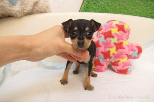 成約済の大阪府のミニチュアピンシャー(ミニピン)-382940の2枚目