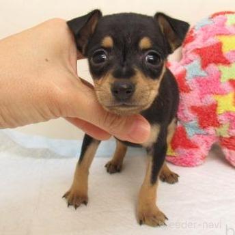 成約済の大阪府のミニチュアピンシャー(ミニピン)-382940