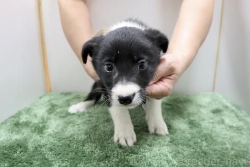 成約済の群馬県のボーダーコリー-376450の6枚目