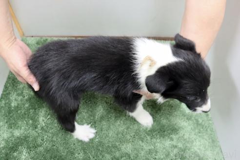成約済の群馬県のボーダーコリー-376450の5枚目