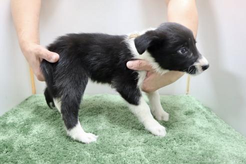 成約済の群馬県のボーダーコリー-376450の4枚目