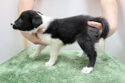 成約済の群馬県のボーダーコリー-376450の3枚目