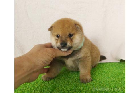 成約済の静岡県の豆柴-383054の3枚目