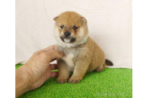 成約済の静岡県の豆柴-383054の4枚目