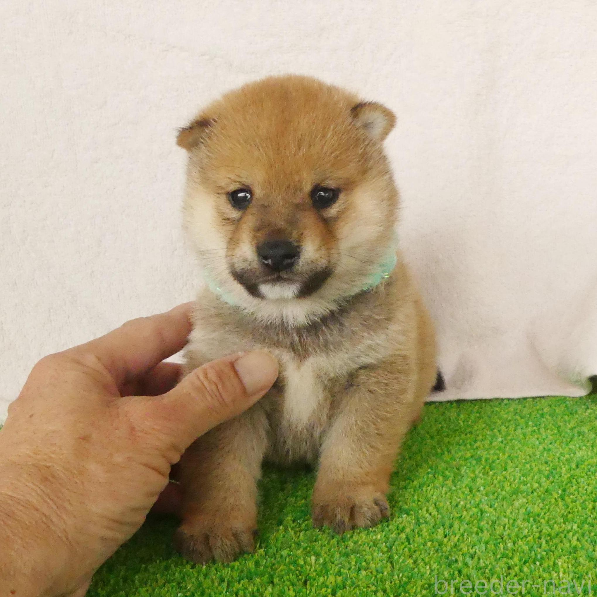 成約済の静岡県の豆柴-383054の1枚目