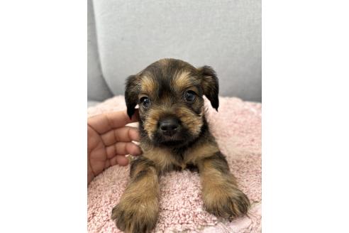 販売中の千葉県のミックス犬-379172の9枚目