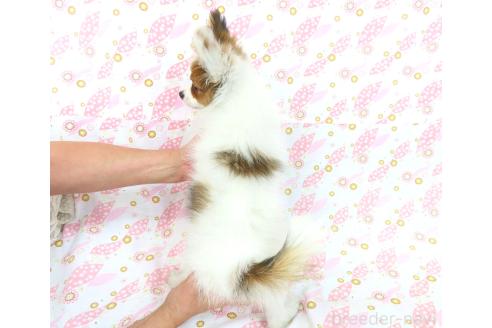 成約済の千葉県のパピヨン-367913の10枚目