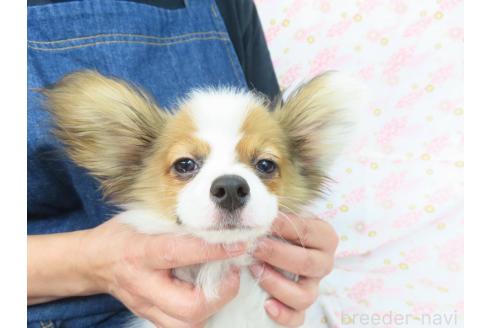 成約済の千葉県のパピヨン-367913の8枚目