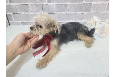 販売中の東京都のミックス犬-351062の4枚目