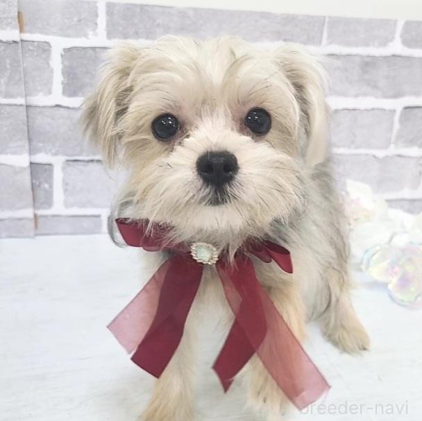 販売中の東京都のミックス犬-351061の10枚目