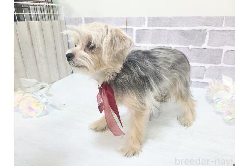 販売中の東京都のミックス犬-351061の9枚目
