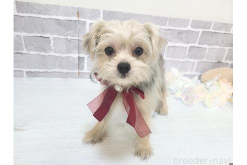販売中の東京都のミックス犬-351061の8枚目